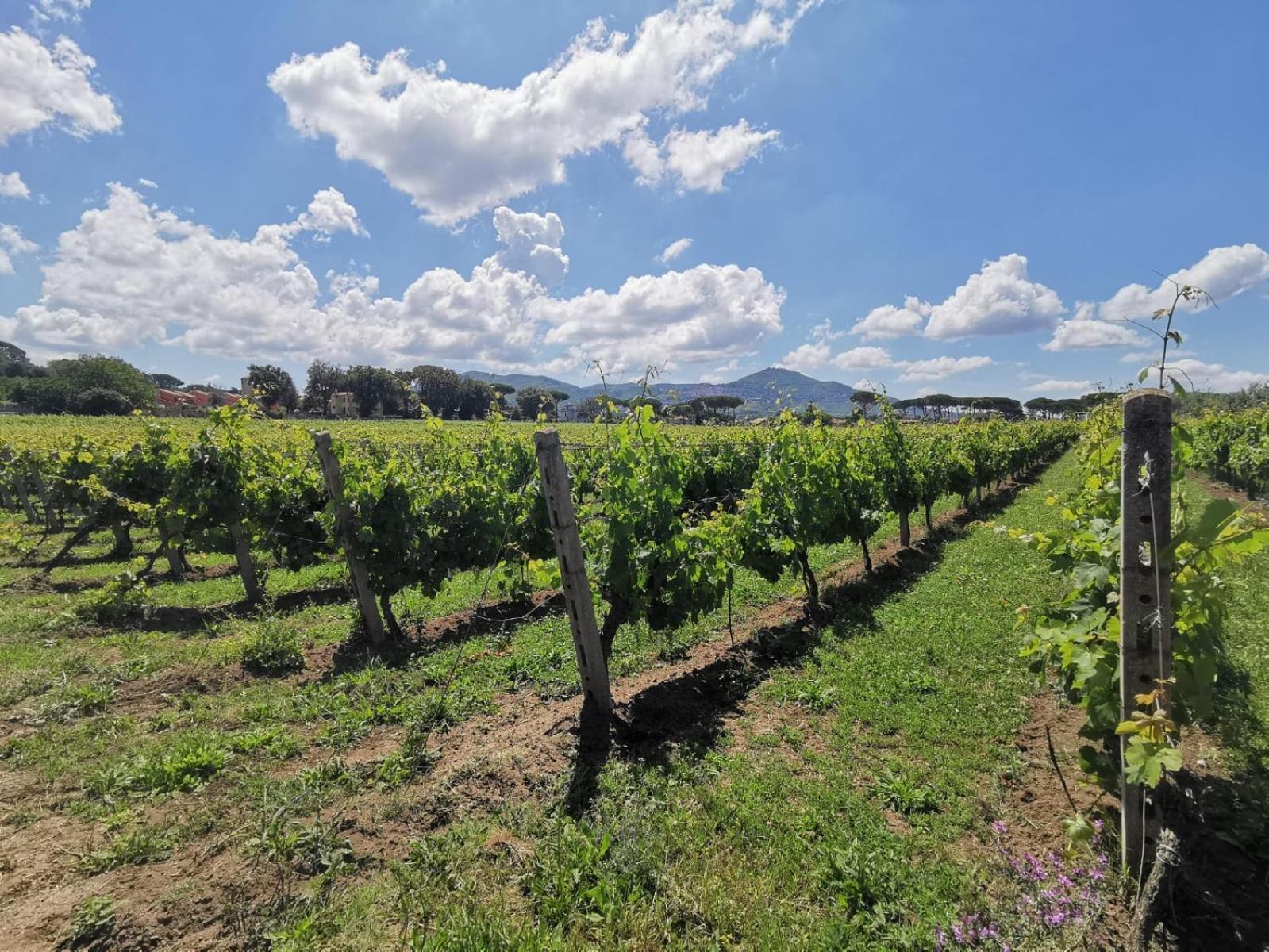 Villa Cavalletti Grottaferrata Dış mekan fotoğraf