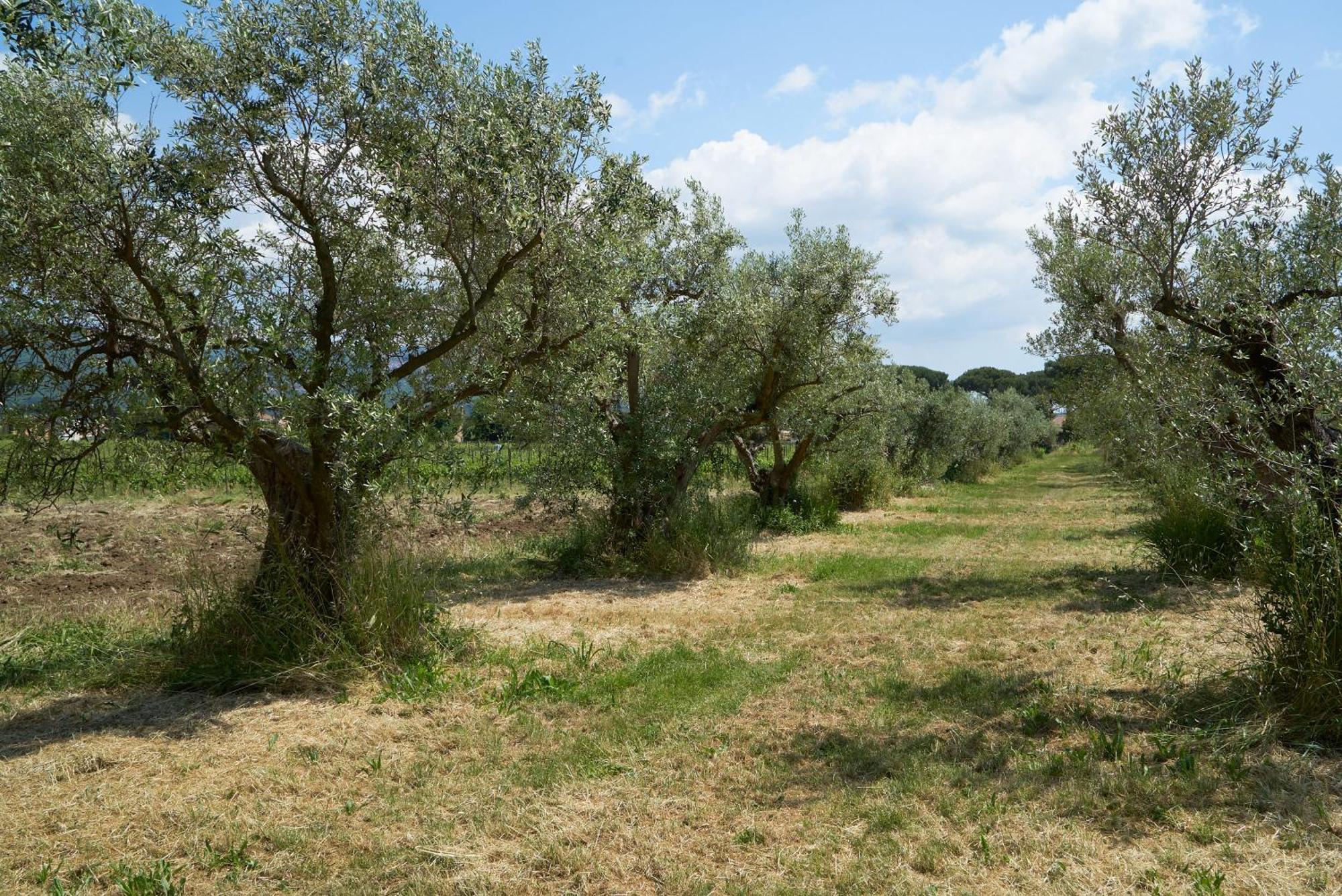 Villa Cavalletti Grottaferrata Dış mekan fotoğraf